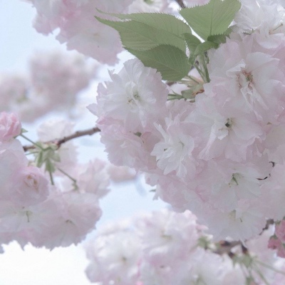 Furry插画风格灵感福瑞交流群